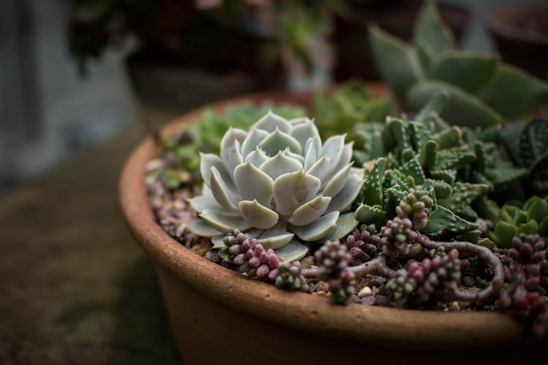 Indoor vs. Outdoor Gardens